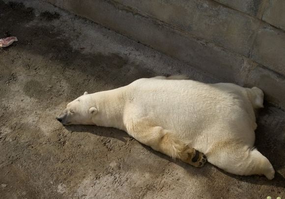 Funny Polar Bear Sleeping Picture