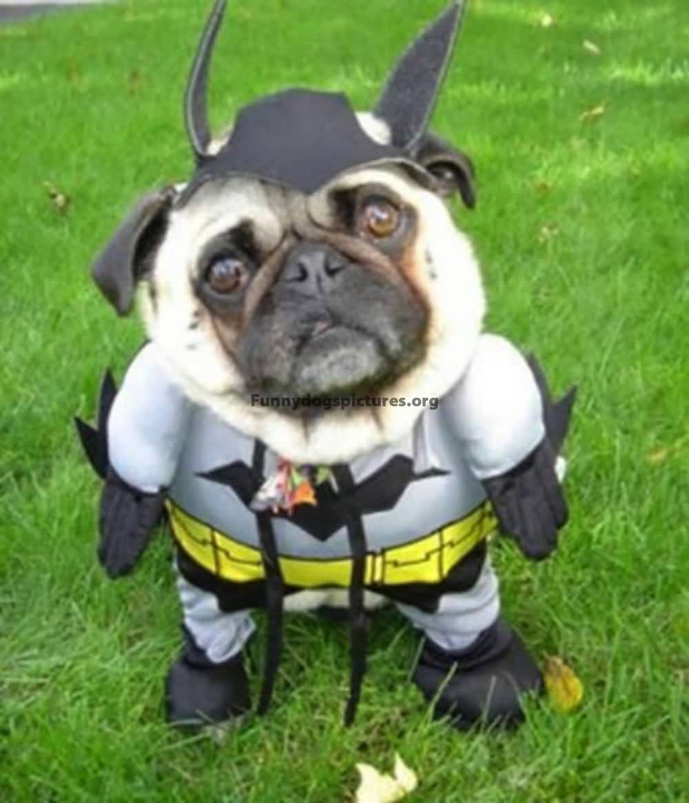 Funny Pug Dog In Batman Costume