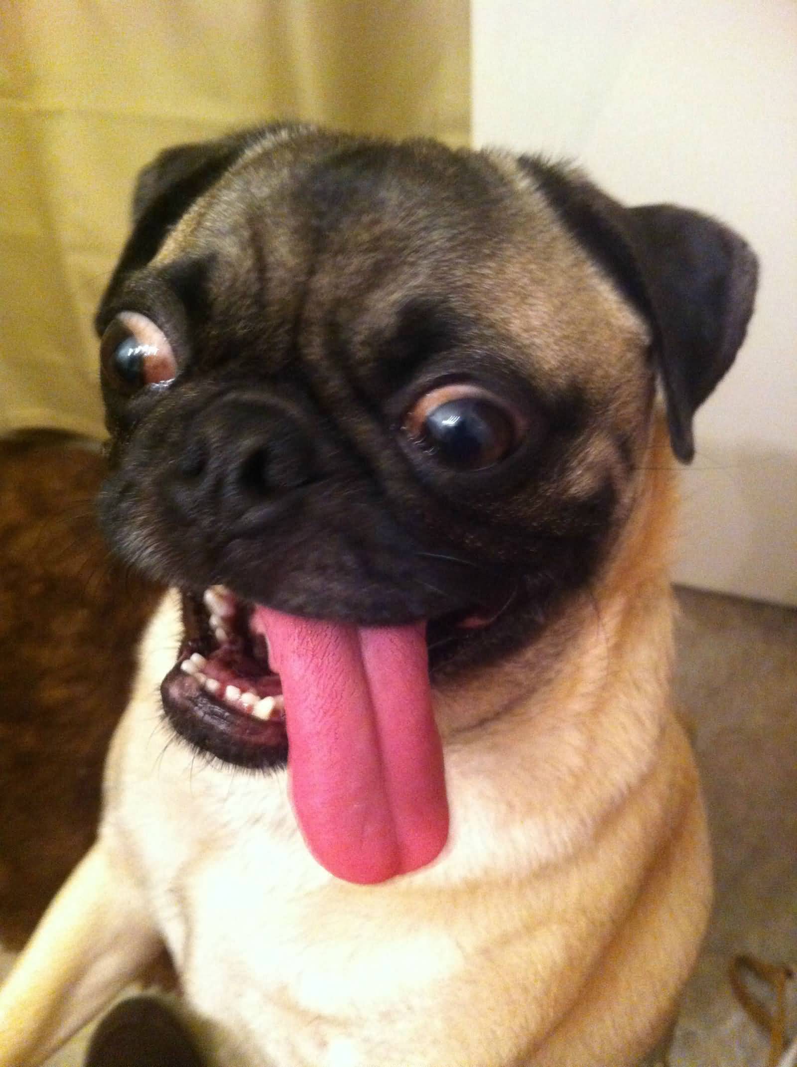 Funny Pug Dog With Tongue Out