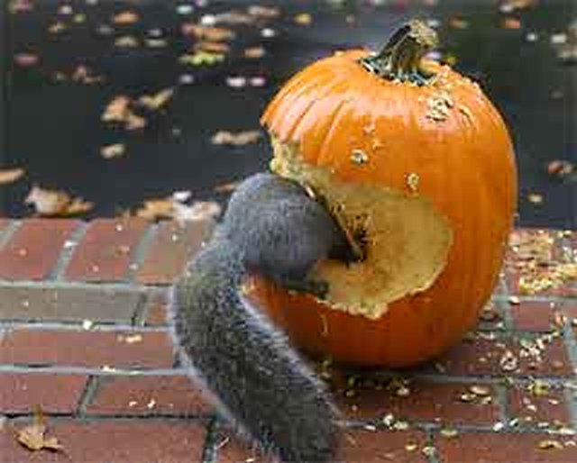 Funny Pumpkin Eating Squirrel