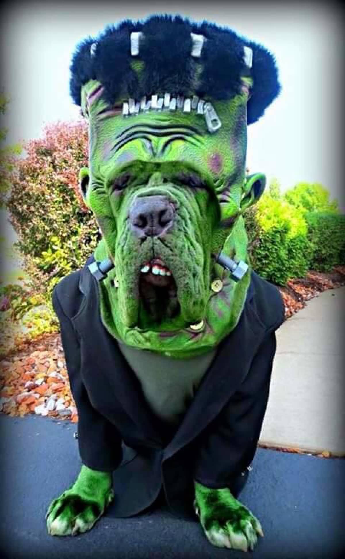 Funny Scary Costume For Pet