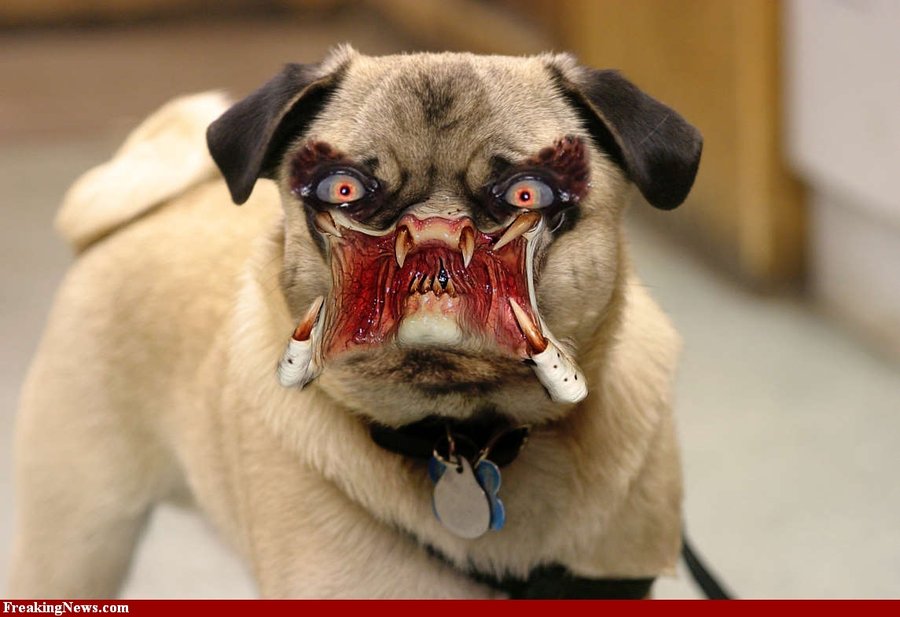 Funny Scary Dog Face Picture