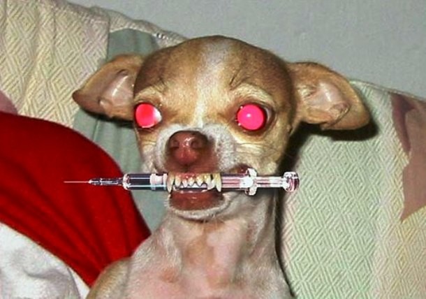 Funny Scary Dog with Syringe In Mouth