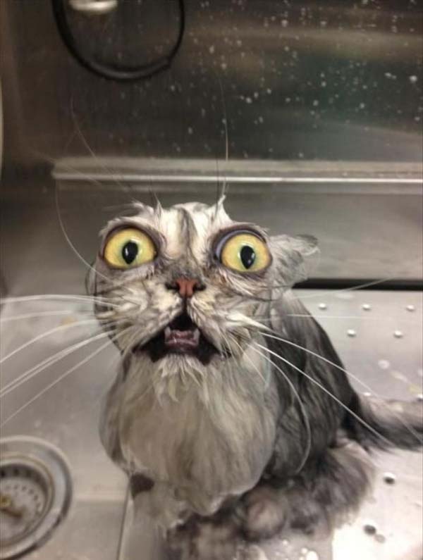 Funny Scary Face Cat Image