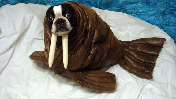 Funny Seal Costume For Pet