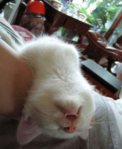 Funny Sleeping Cat Picture