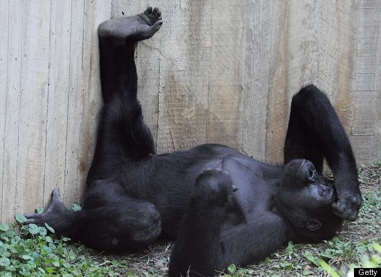Funny Sleeping Chimpanzee With One Leg Up