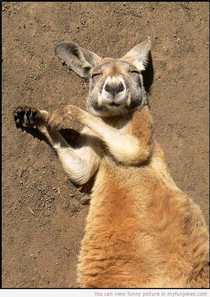 Funny Sleeping Kangaroo
