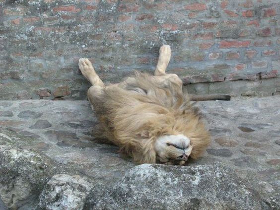 Funny Sleeping Lion