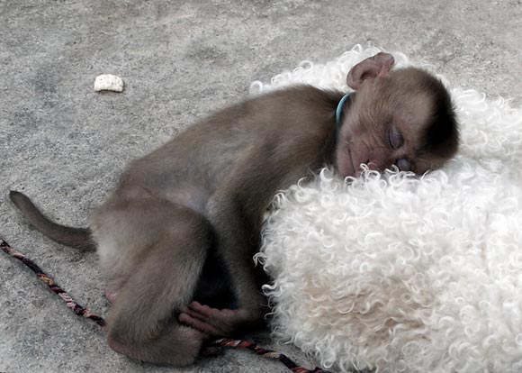 Funny Sleeping Monkey Picture