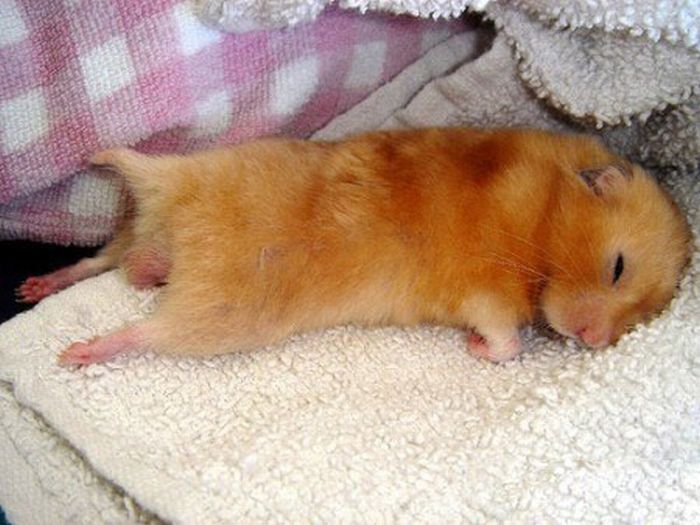 Funny Sleeping Mouse Picture