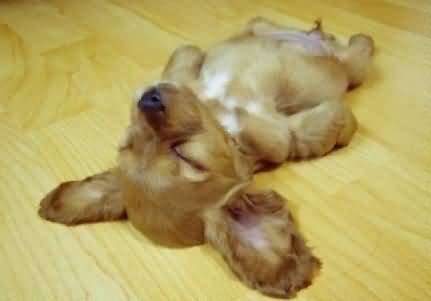 Funny Sleeping Puppy Picture