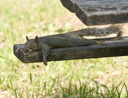 Funny Sleeping Squirrel