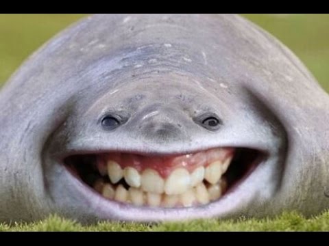 Funny Smiling Animal Picture