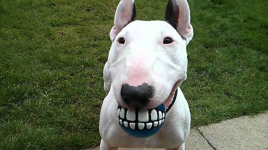 Funny Smiling Dog Face