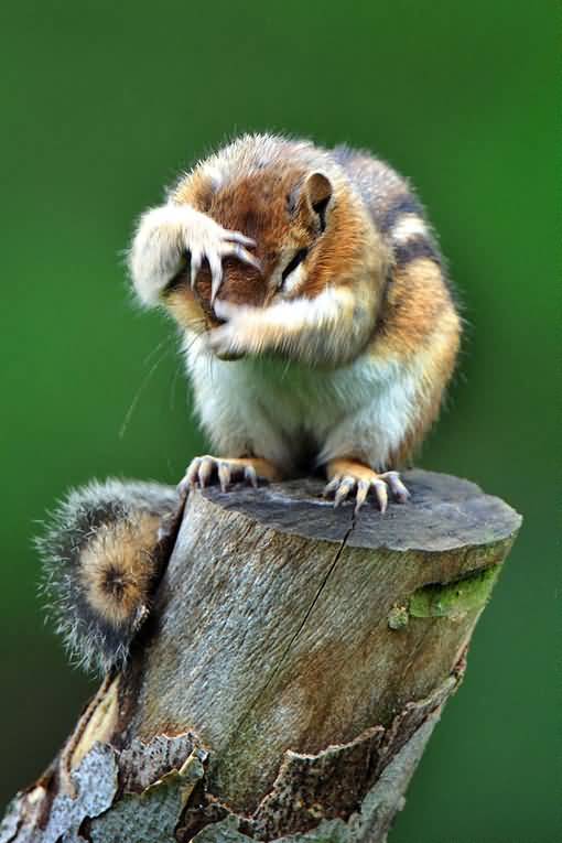 Funny Squirrel Picture