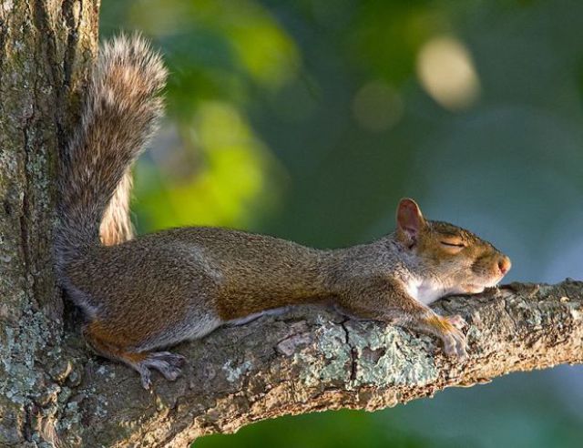 Funny Squirrel Sleeping On Tree