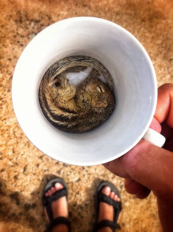 Funny Squirrel Sleeping In Tea Cup