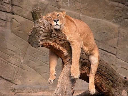 Funny Tiger Sleeping On Tree