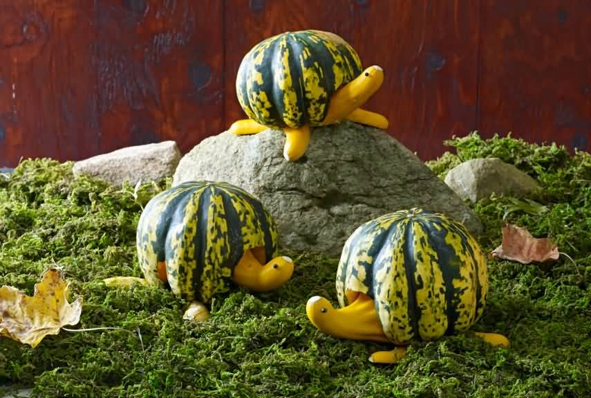Funny Turtle Pumpkins Photo