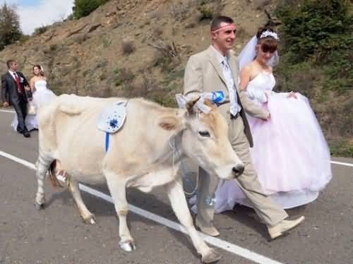 Funny Wedding Couple With Cow