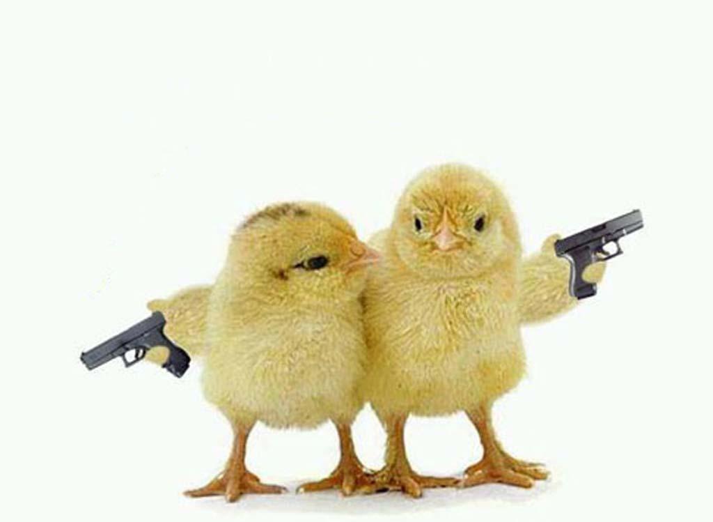 Gangsta Chickens With Guns Funny Animals Picture