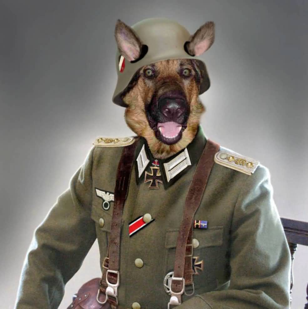 General Dog Funny Animal Picture
