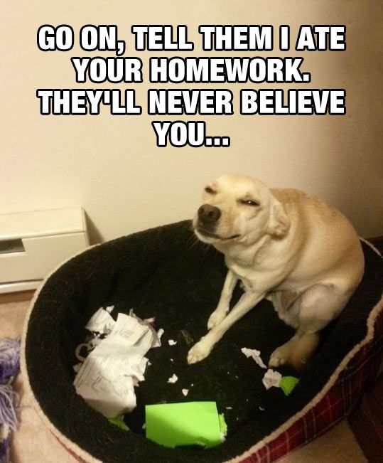 Go On, Tell Them I Ate Your Homework, They'll Never Believe You Funny Image