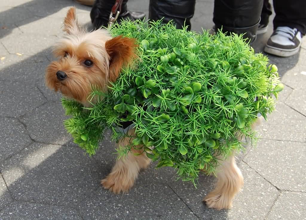 Grass Funny Pet Costume