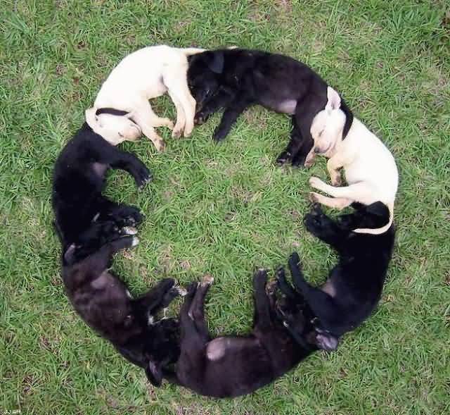 Group Of Dogs Sleeping In A Circle Funny Picture