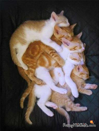Group Of Sleeping Cats Funny Picture