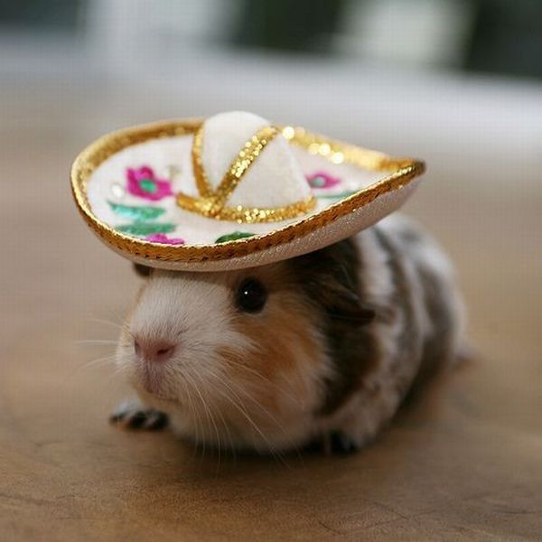 Hamster Wearing Cowboy Hat Funny Picture