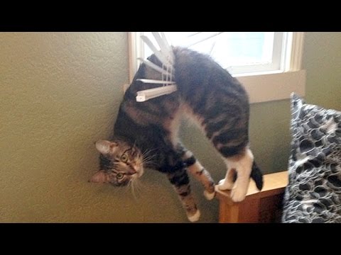 Hanging Cat Funny Animal Photo