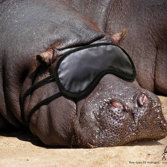 Hippo Sleeping With Eye Mask Funny Picture