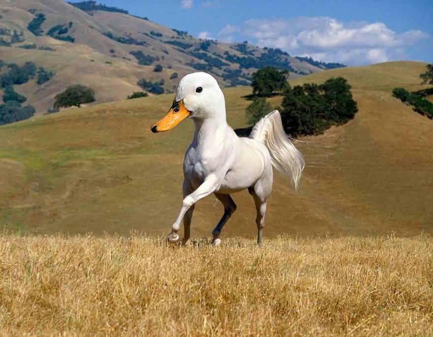 Horse With Duck Face Funny Animal Picture