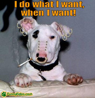 I Do What I Want, When I Want Funny Dog With Piercing