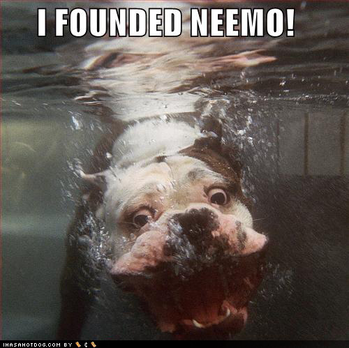 I Founded Neemo Funny Dog Underwater