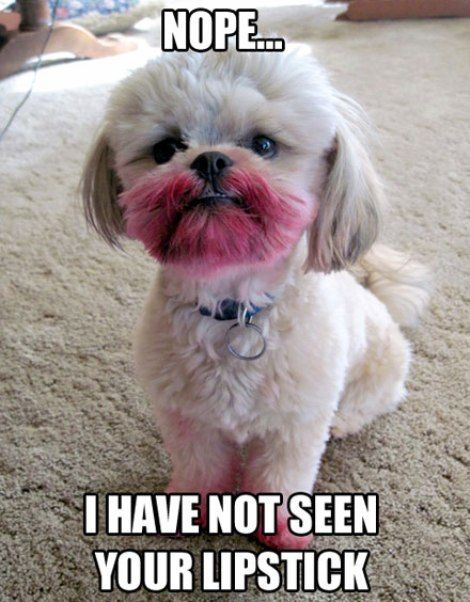 I Have Not Seen Your Lipstick Funny Animal Picture