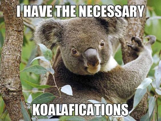 I Have The Necessary Koalafications Funny Animal