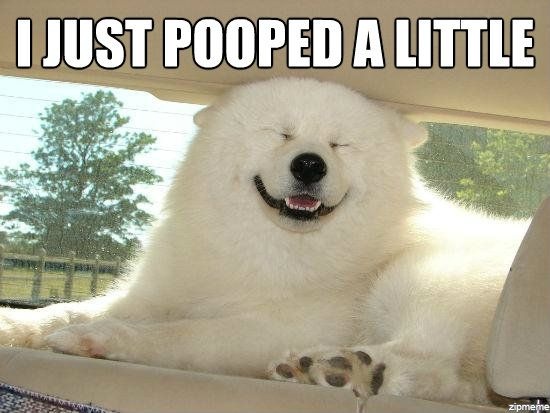 I Just Pooped A Little Funny Dog Meme