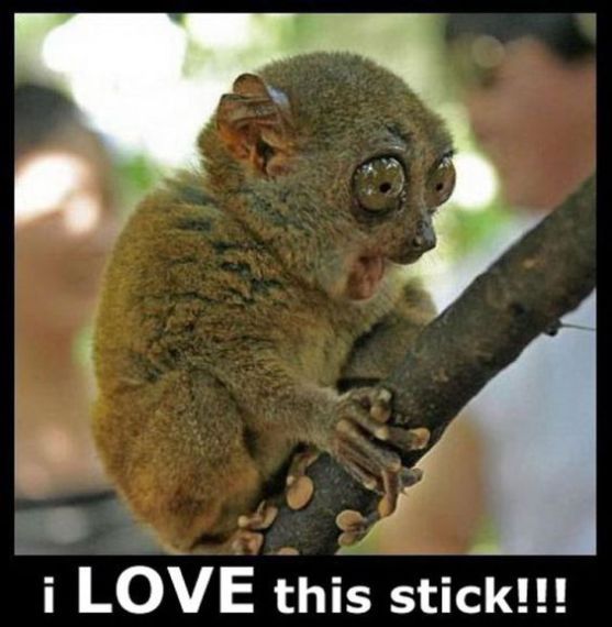 I Love This Stick Funny Monkey Image