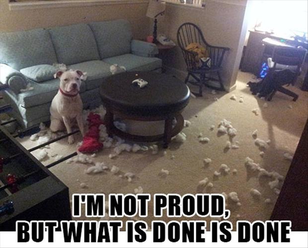 I’m Not Proud, But What Is Done Is Done Funny Dog