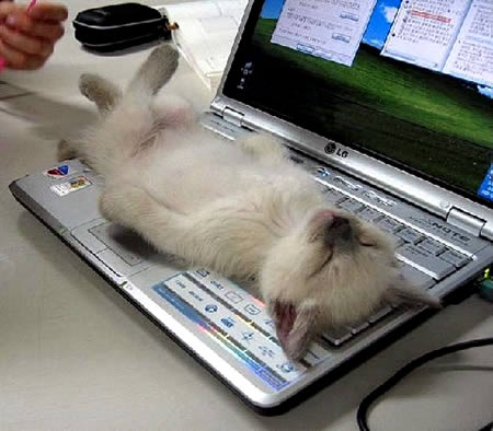 Kitten Sleeping On Laptop Funny Picture