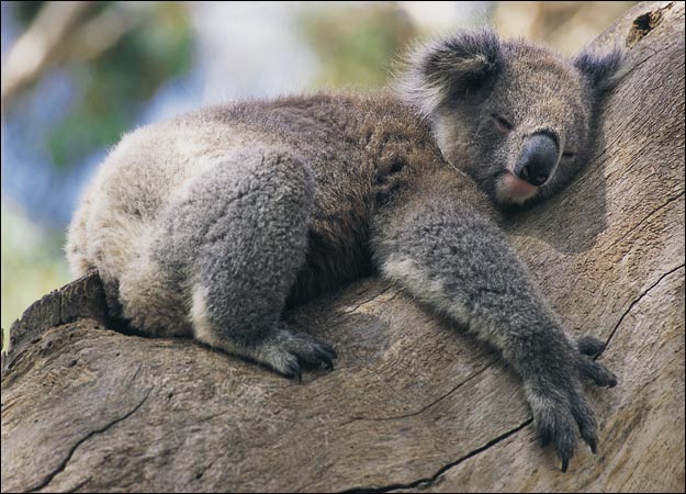 Koala Bear Sleeping On Tree Funny Photo