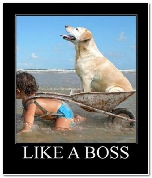 Like A Boss Funny Dog Riding