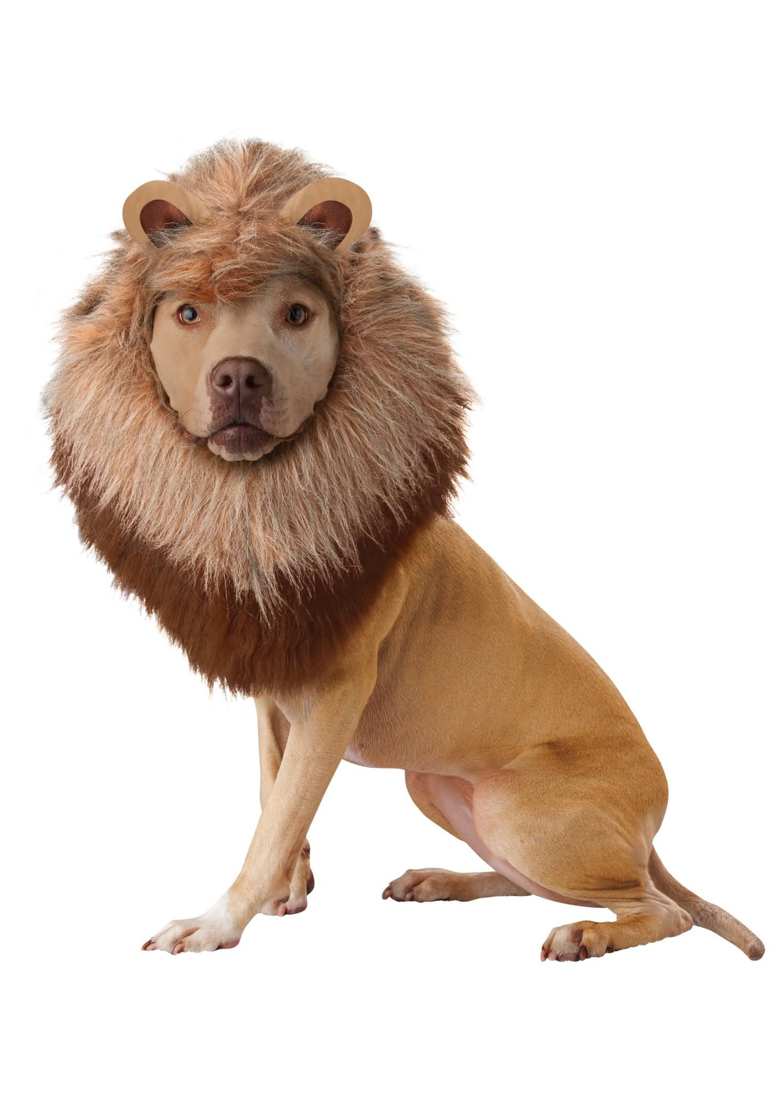Lion Costume For Pet Funny Picture