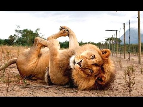 Lion In Funny Pose Picture