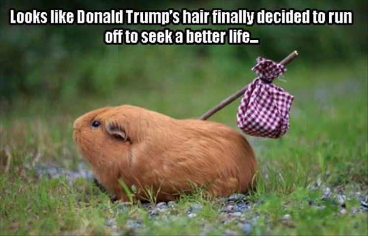 Looks Like Donald Trump’s Hair Finally Decided To Run Off To Seek A Better Life Funny Animal Image