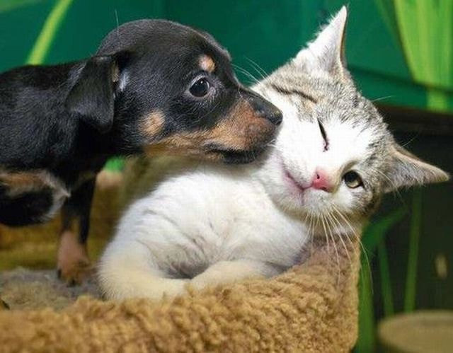 Loving Puppy And Kitten Funny Animal Picture