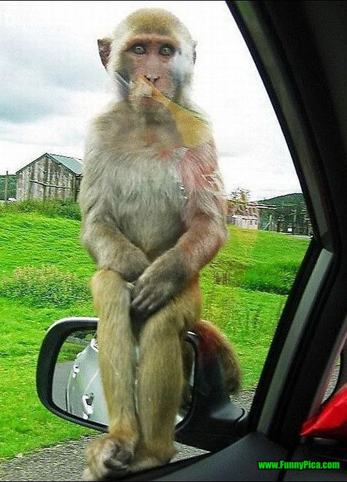 Monkey Sitting On Mirror Funny Stupid Picture